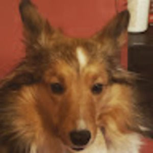 Meet your Posher, Frank